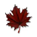GW * Hanging Canadian Maple Leaf 17"
